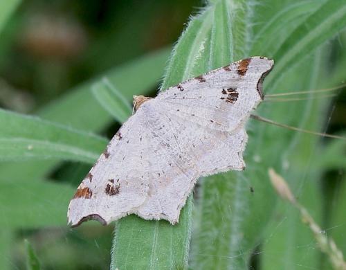 Macaria alternata