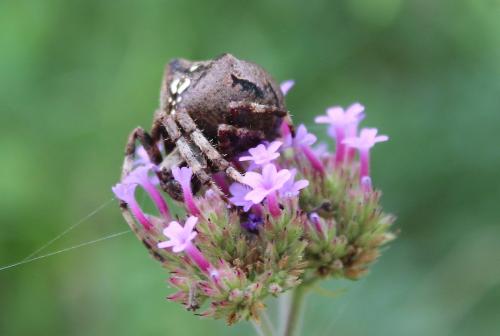 Araneus angulatus