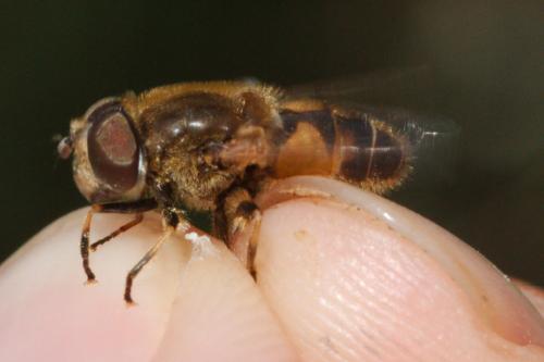 Eristalis nemorum