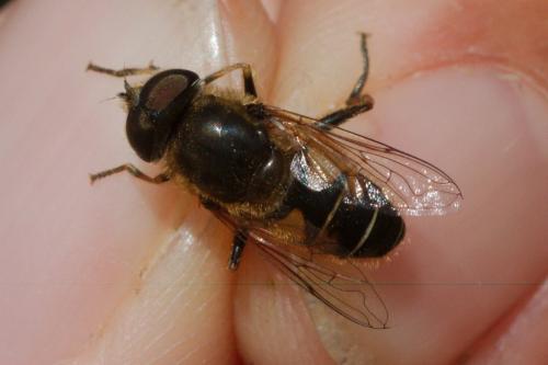Eristalis nemorum