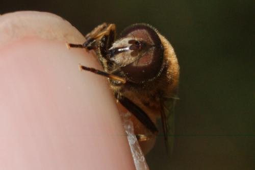Eristalis nemorum