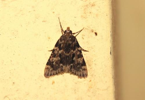 Réf. 210 678 : Aglossa caprealis
