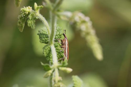 Réf. 210 388 : Lixus ochraceus