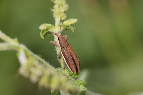 Réf. 210 387 : Lixus ochraceus
