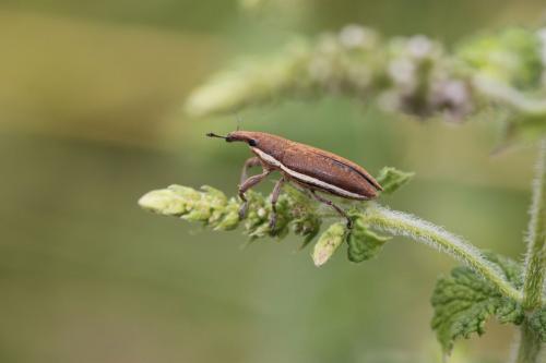 Réf. 210 386 : Lixus ochraceus