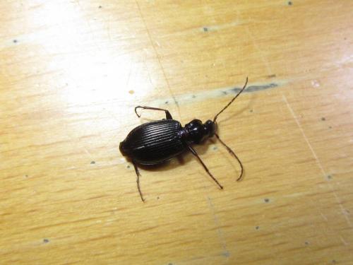 Réf. 210 732 : Platynus assimilis
