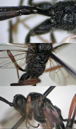 Réf. 210 356 : Cryptinae inconnu