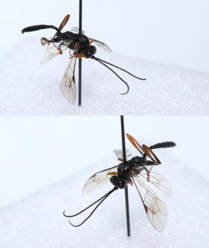 Réf. 210 352 : Cryptinae inconnu