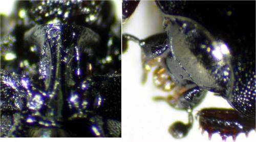 Réf. 210 383 : Saprinus acuminatus