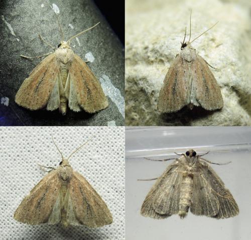 Coenobia rufa