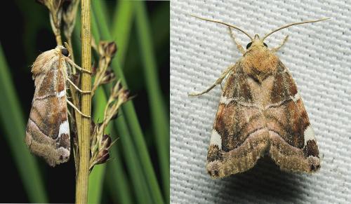 Cosmia diffinis