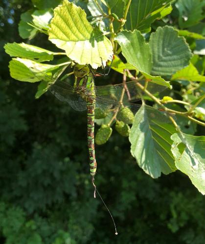 Aeshna cyanea
