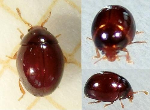 Sphaerosoma globosum
