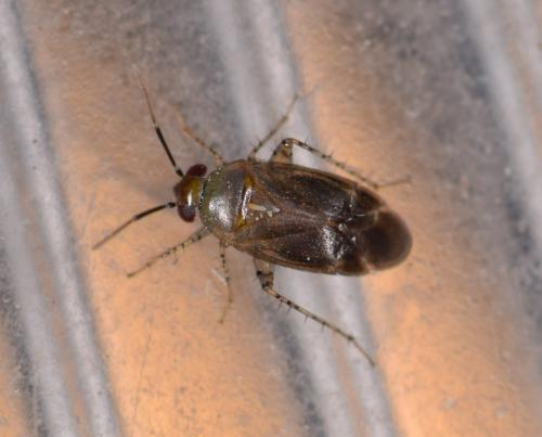 Campylomma oertzenii