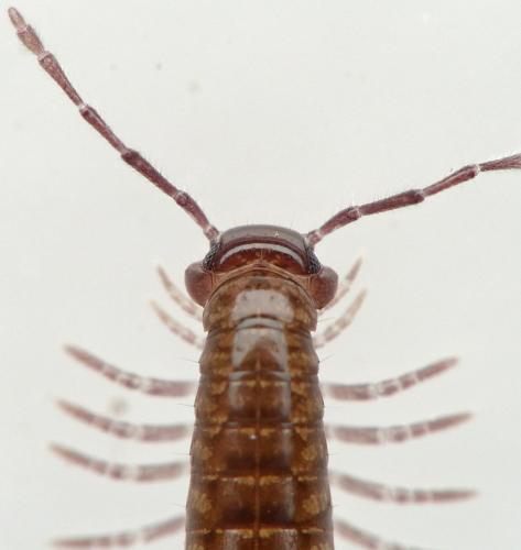 Réf. 210 485 : Chordeuma sylvestre