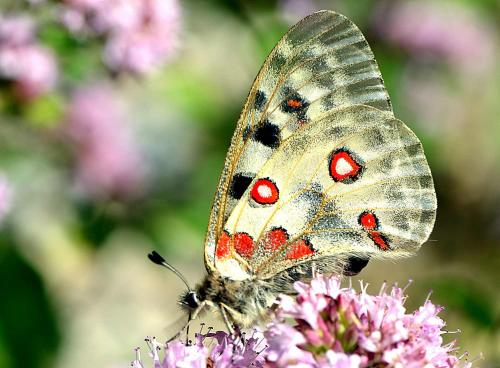 Réf. 210 964 : Parnassius apollo