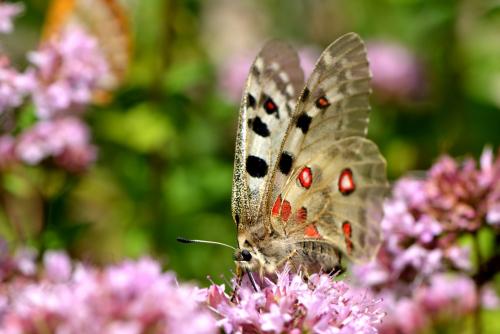 Réf. 210 965 : Parnassius apollo