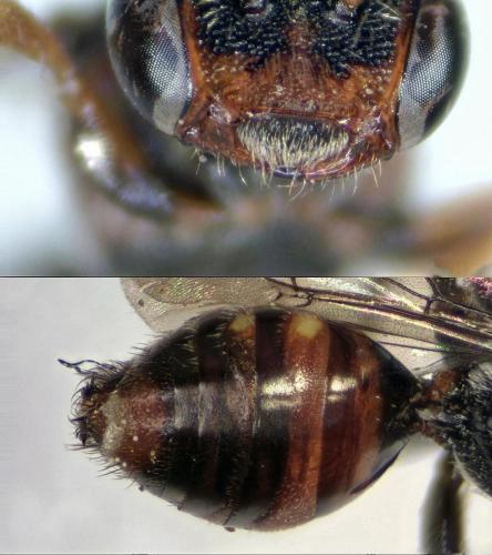 Nomada sp.