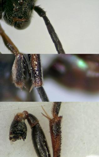 Nomada sp.