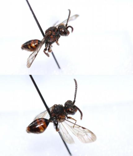 Nomada sp.