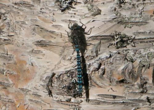 Réf. 210 710 : Aeshna caerulea