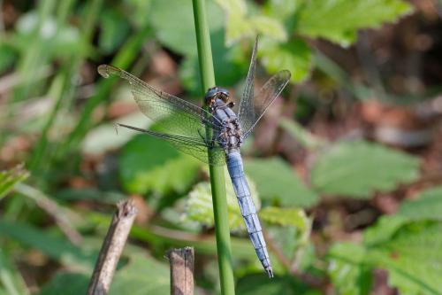 Réf. 210 852 : Orthetrum coerulescens