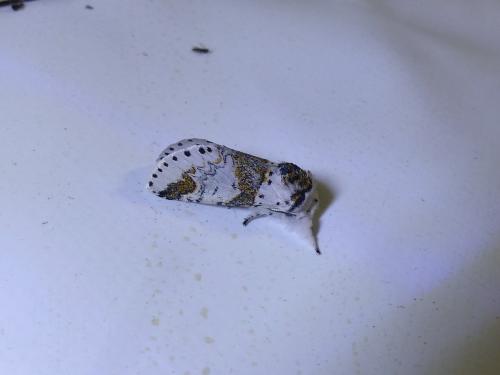 Furcula furcula