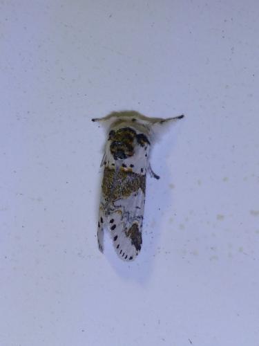 Furcula furcula