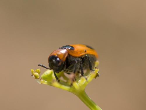 Réf. 210 162 : Coptocephala sp.