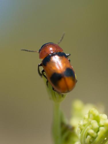 Réf. 210 163 : Coptocephala sp.