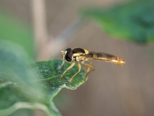 Sphaerophoria scripta