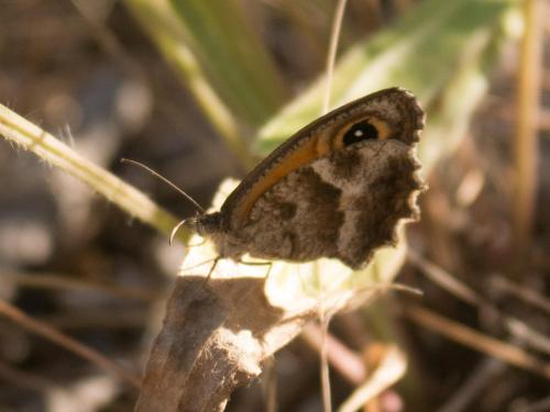 Pyronia cecilia
