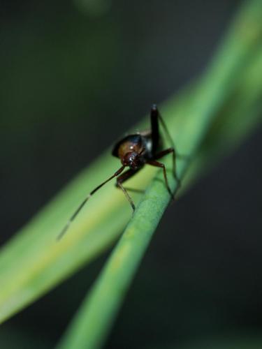 Réf. 210 407 : Adelphocoris vandalicus