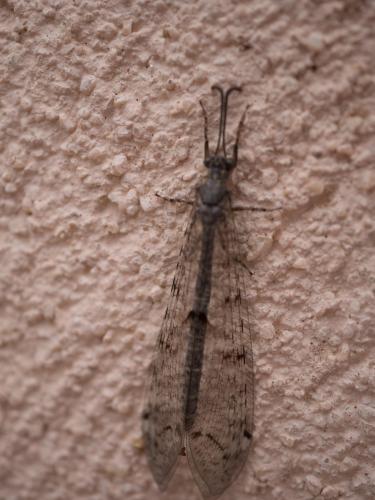 Réf. 210 465 : Distoleon tetragrammicus