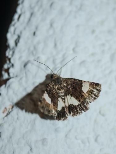 Réf. 210 567 : Tyta luctuosa