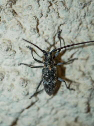Monochamus galloprovincialis