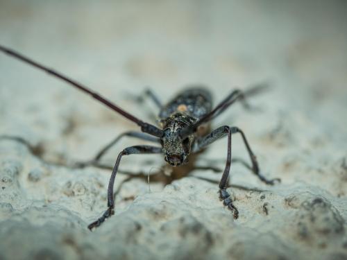 Réf. 210 564 : Monochamus galloprovincialis
