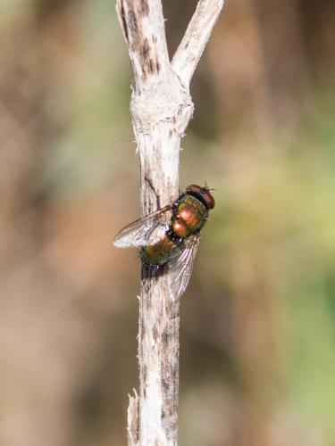 Lucilia sp.