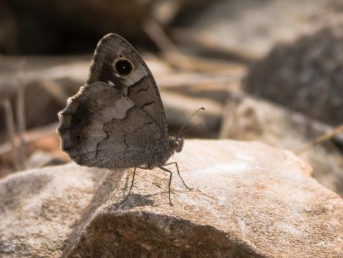 Réf. 210 687 : Hipparchia statilinus