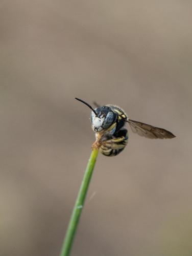 Réf. 210 913 : Anthidiellum strigatum