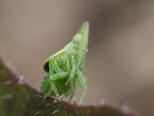 Dictyophara sp.