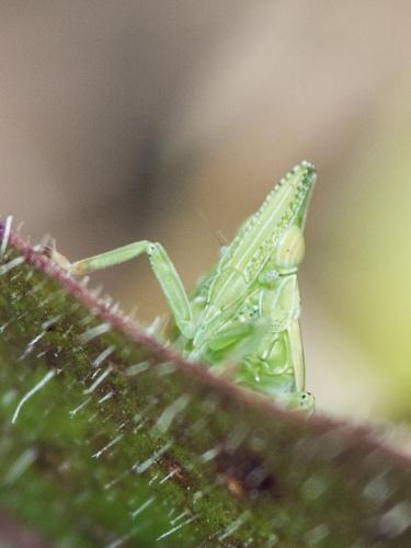 Dictyophara sp.
