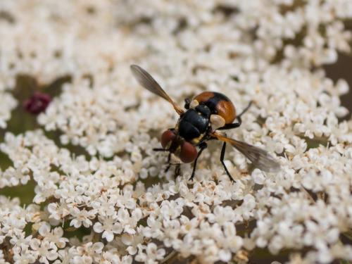 Gymnosoma sp.