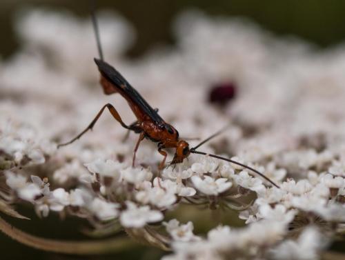 Réf. 210 954 : Glyptomorpha sp.
