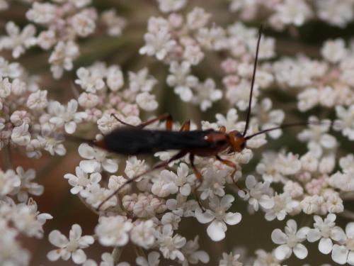 Réf. 210 955 : Glyptomorpha sp.