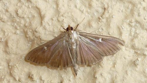 Cydalima perspectalis