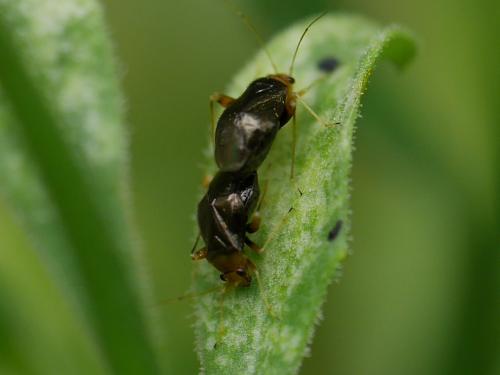 Réf. 210 384 : Halticus luteicollis