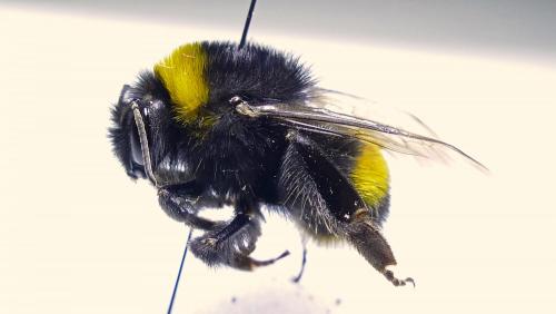 Bombus sp.