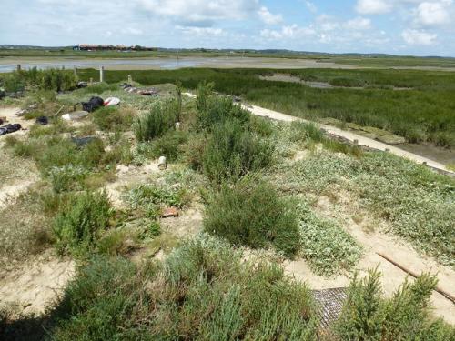 Cylindera germanica