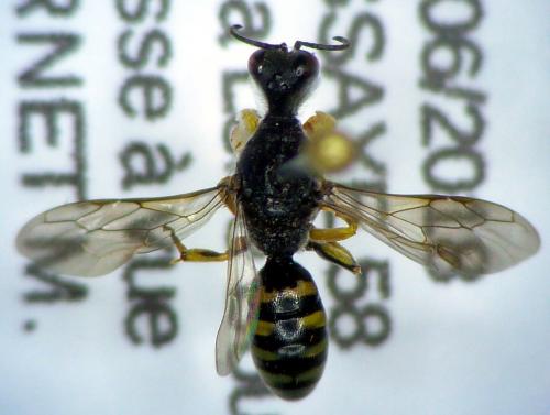 Lestica clypeata